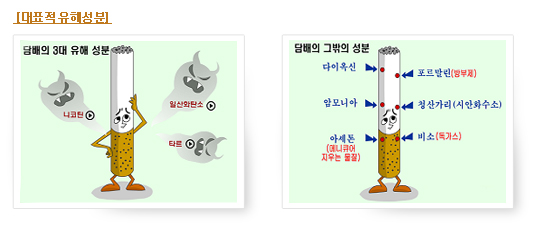 담배의 모든것 이미지